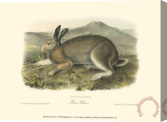 John James Audubon Polar Hare Stretched Canvas Print / Canvas Art