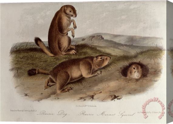 John James Audubon Prairie Dog From Quadrupeds of North America 1842 5 Stretched Canvas Painting / Canvas Art
