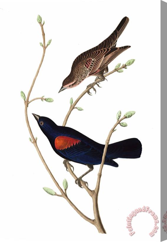 John James Audubon Prairie Starling Stretched Canvas Print / Canvas Art