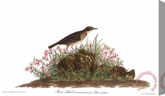 John James Audubon Prairie Titlark Stretched Canvas Painting / Canvas Art