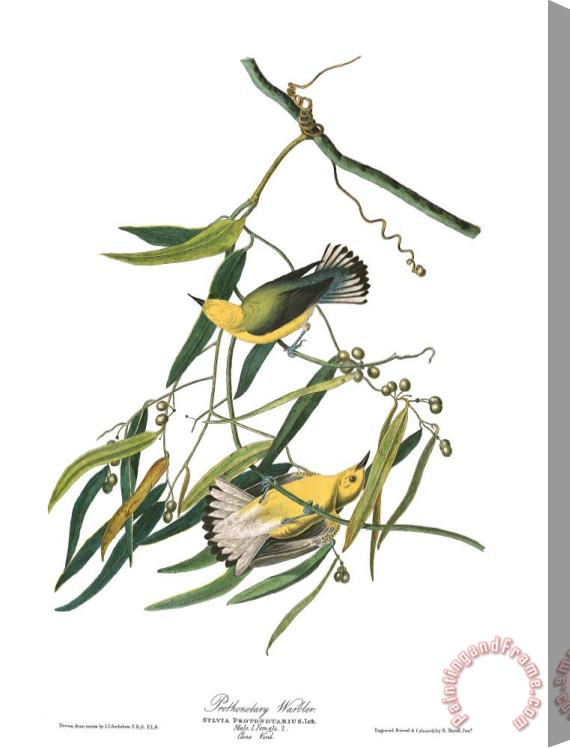 John James Audubon Prothonotary Warbler Stretched Canvas Print / Canvas Art