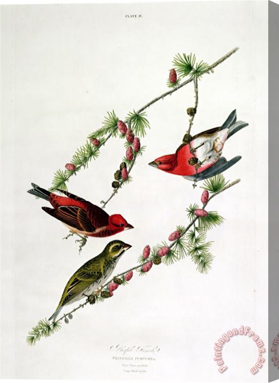 John James Audubon Purple Finch From Birds of America Stretched Canvas Painting / Canvas Art