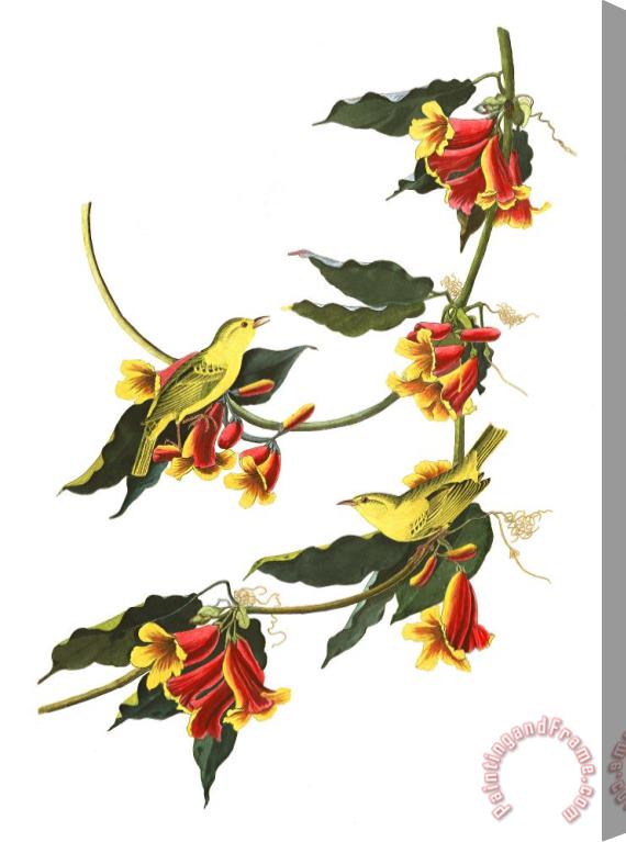 John James Audubon Rathbone Warbler Stretched Canvas Print / Canvas Art