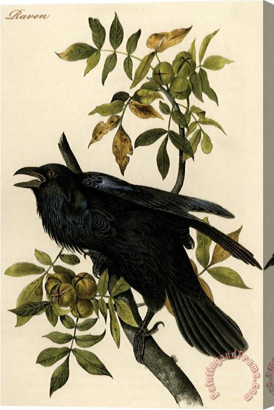 John James Audubon Raven Stretched Canvas Print / Canvas Art