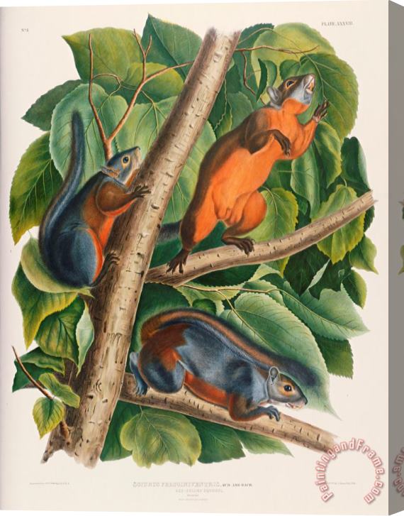 John James Audubon Red Bellied Squirrel Stretched Canvas Painting / Canvas Art