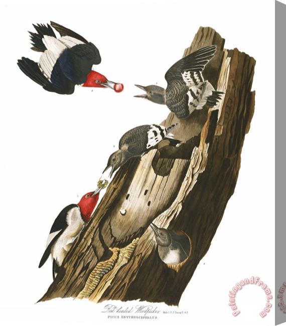 John James Audubon Red Headed Woodpecker Stretched Canvas Print / Canvas Art