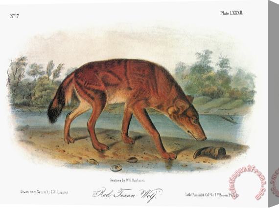 John James Audubon Red Wolf Canis Lupus Stretched Canvas Print / Canvas Art