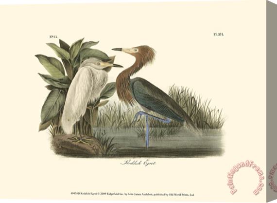 John James Audubon Reddish Egret Stretched Canvas Painting / Canvas Art