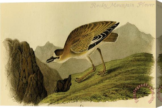 John James Audubon Rocky Mountain Plover Stretched Canvas Painting / Canvas Art