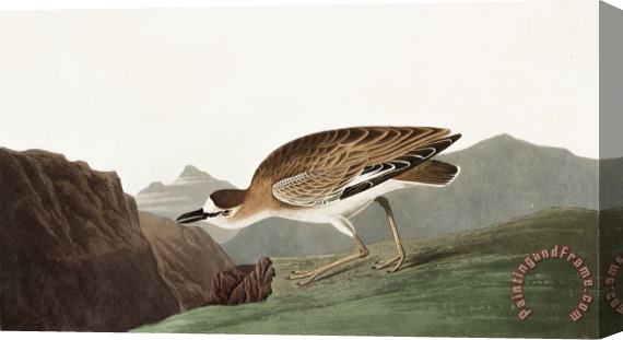 John James Audubon Rocky Mountain Plover Stretched Canvas Painting / Canvas Art