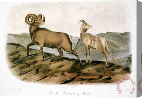 John James Audubon Rocky Mountain Sheep 1846 Stretched Canvas Print / Canvas Art
