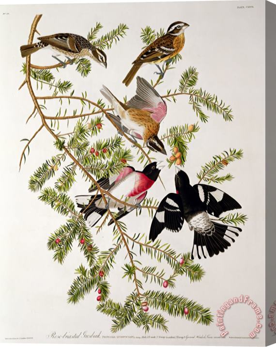 John James Audubon Rose breasted Grosbeak Stretched Canvas Print / Canvas Art