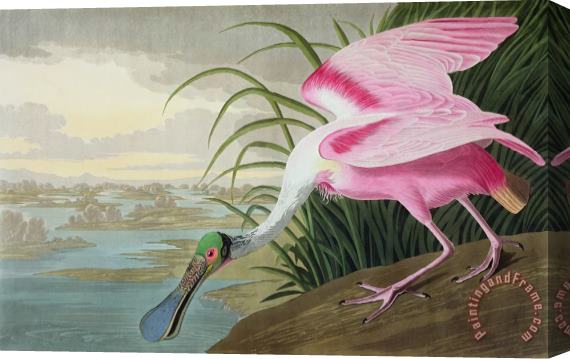 John James Audubon Roseate Spoonbill Stretched Canvas Print / Canvas Art