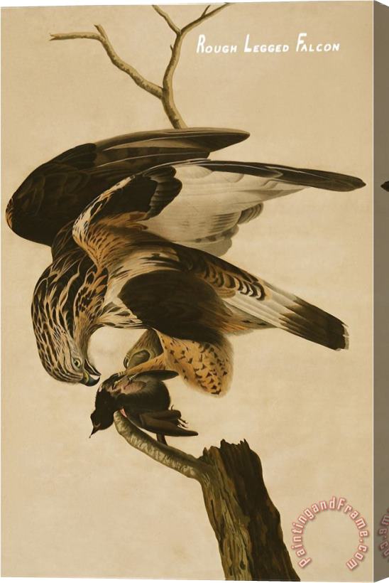 John James Audubon Rough Legged Falcon Stretched Canvas Painting / Canvas Art