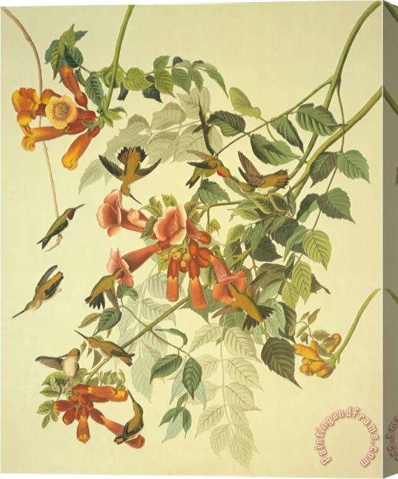 John James Audubon Ruby Throated Hummingbird Stretched Canvas Painting / Canvas Art