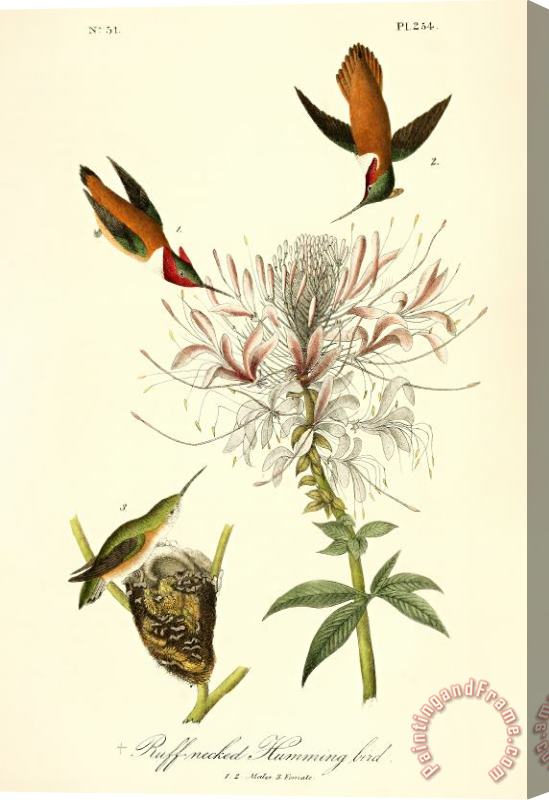 John James Audubon Ruff Neck Hummingbird Stretched Canvas Painting / Canvas Art