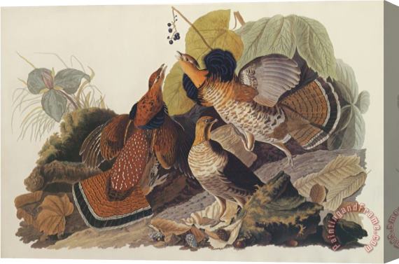 John James Audubon Ruffed Grouse Stretched Canvas Painting / Canvas Art