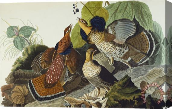 John James Audubon Ruffed Grouse Tetrao Umbellus Plate Xli From The Birds of America Stretched Canvas Print / Canvas Art