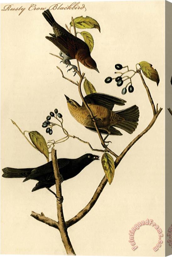 John James Audubon Rusty Crow Blackbird Stretched Canvas Painting / Canvas Art