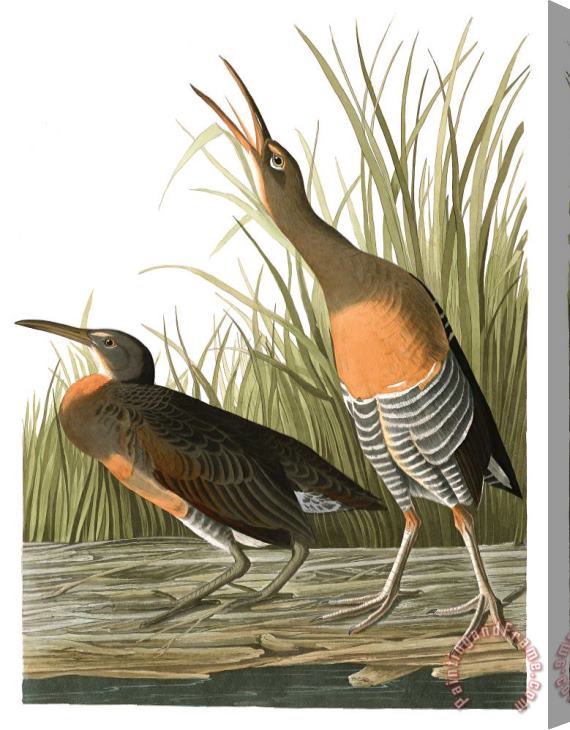 John James Audubon Salt Water Marsh Hen Stretched Canvas Print / Canvas Art