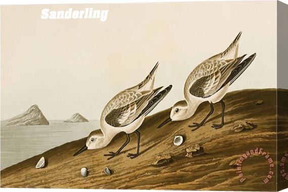 John James Audubon Sanderling Stretched Canvas Print / Canvas Art