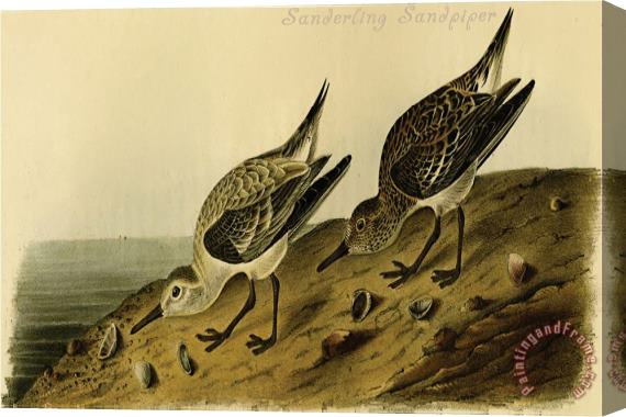 John James Audubon Sanderling Sandpiper Stretched Canvas Print / Canvas Art
