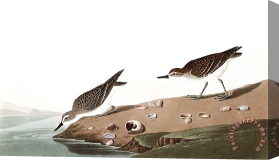 John James Audubon Semipalmated Sandpiper Stretched Canvas Print / Canvas Art