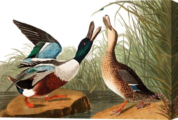 John James Audubon Shoveller Duck Stretched Canvas Print / Canvas Art