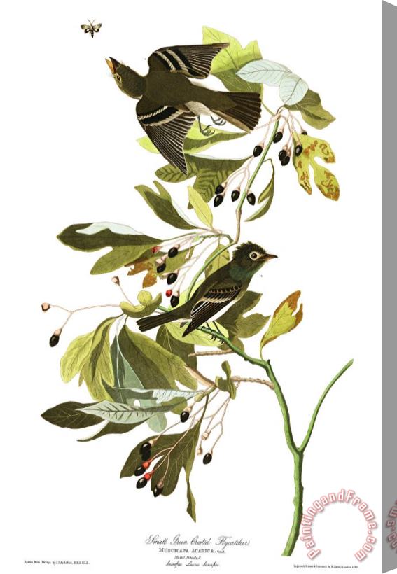 John James Audubon Small Green Crested Flycatcher Stretched Canvas Print / Canvas Art