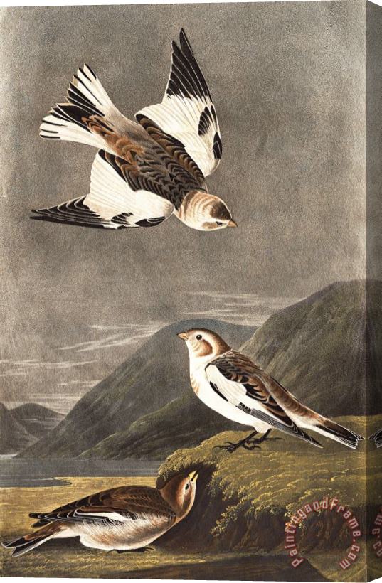 John James Audubon Snow Bunting Stretched Canvas Print / Canvas Art