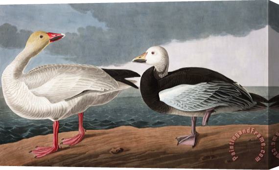 John James Audubon Snow Goose Stretched Canvas Print / Canvas Art