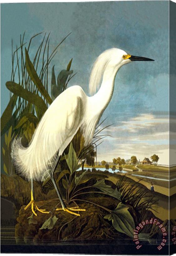 John James Audubon Snowy Egret Stretched Canvas Painting / Canvas Art