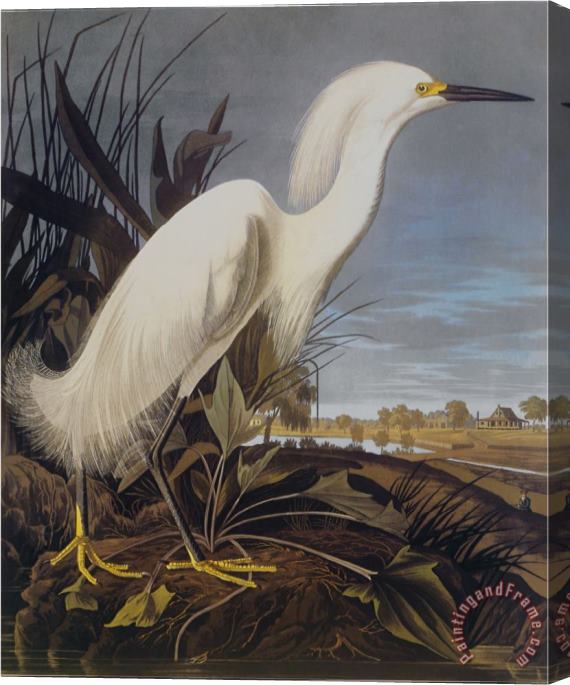 John James Audubon Snowy Heron Or White Egret Stretched Canvas Painting / Canvas Art