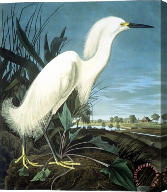 John James Audubon Snowy Heron Stretched Canvas Painting / Canvas Art