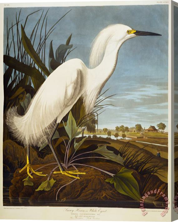 John James Audubon Snowy Heron Stretched Canvas Print / Canvas Art