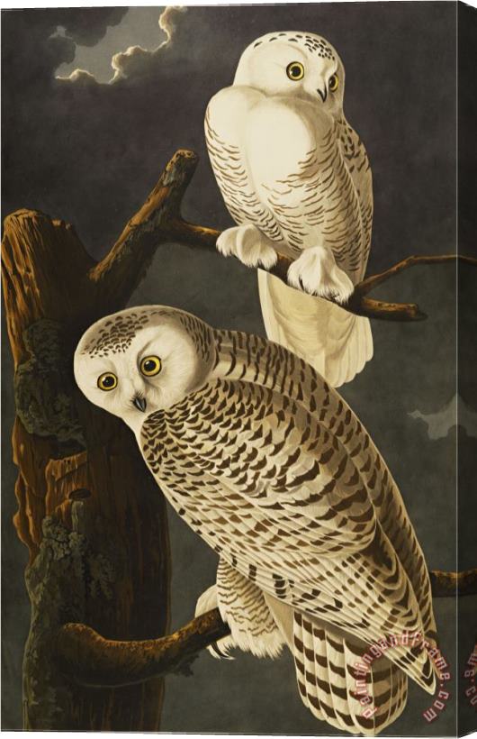 John James Audubon Snowy Owl Nyctea Scandiaca Plate Cxxi From The Birds of America Stretched Canvas Painting / Canvas Art