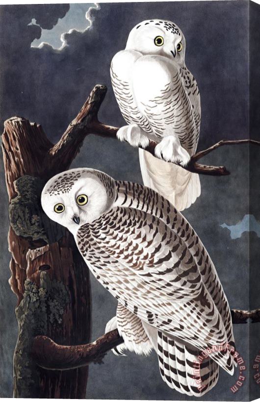 John James Audubon Snowy Owl Stretched Canvas Print / Canvas Art