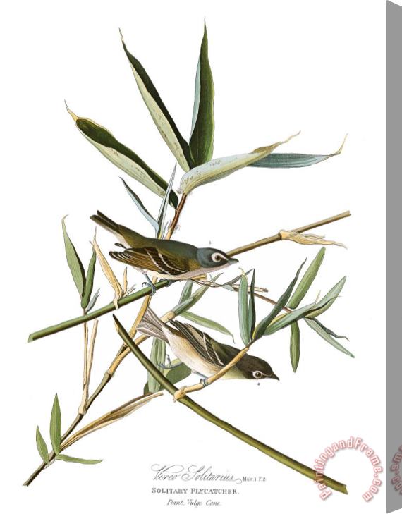 John James Audubon Solitary Flycatcher, Or Vireo Stretched Canvas Print / Canvas Art
