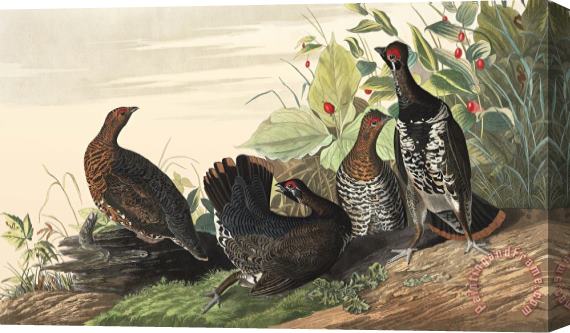John James Audubon Spotted Grouse Stretched Canvas Print / Canvas Art