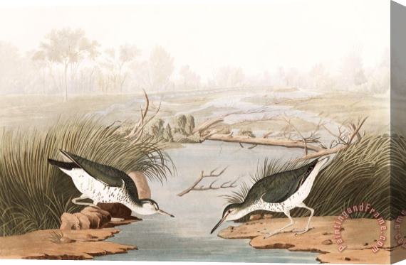 John James Audubon Spotted Sandpiper Stretched Canvas Print / Canvas Art