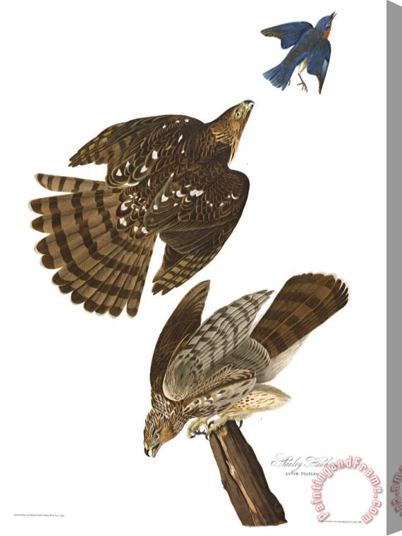 John James Audubon Stanley Hawk Stretched Canvas Print / Canvas Art