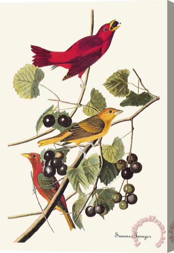 John James Audubon Summer Tanager Stretched Canvas Painting / Canvas Art