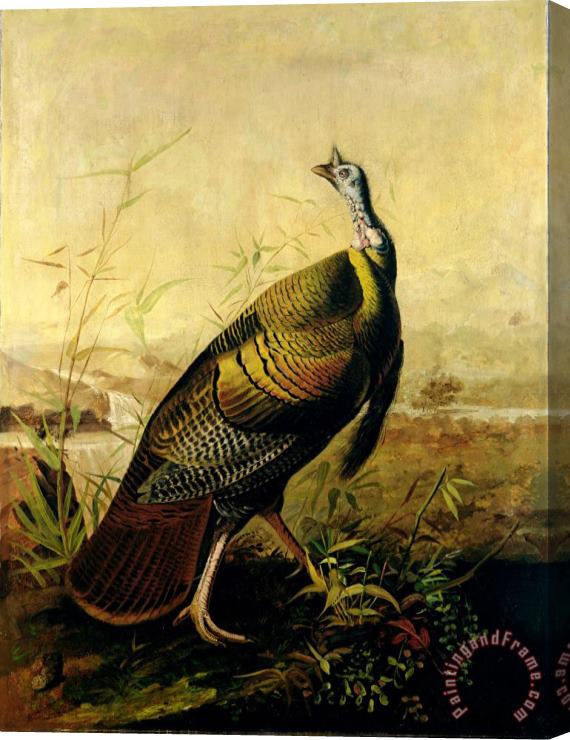 John James Audubon The American Wild Turkey Cock Stretched Canvas Print / Canvas Art