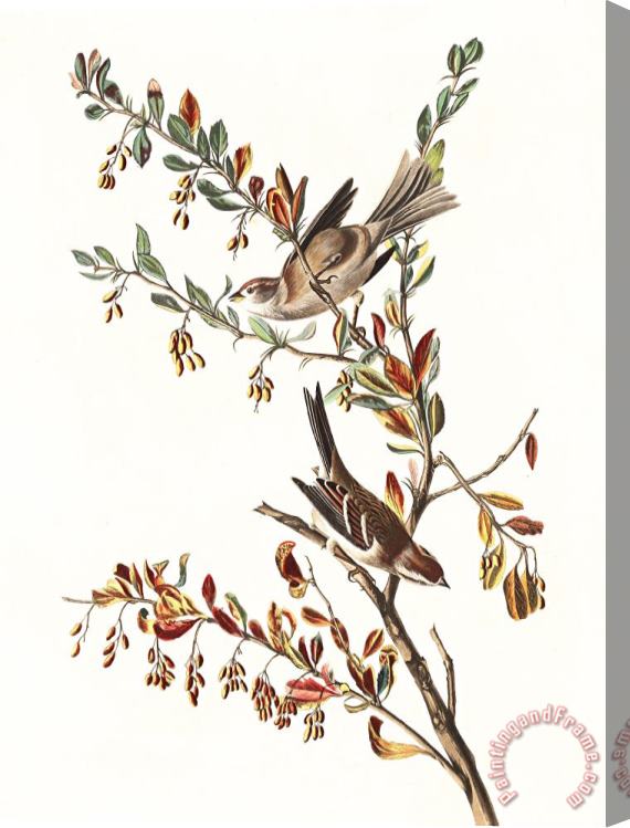 John James Audubon Tree Sparrow Stretched Canvas Painting / Canvas Art