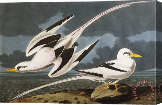 John James Audubon Tropic Bird Phaeton Athreus Plate Cclxii From The Birds of America Stretched Canvas Painting / Canvas Art
