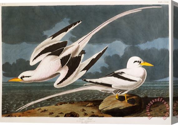 John James Audubon Tropic Bird Stretched Canvas Painting / Canvas Art
