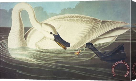 John James Audubon Trumpeter Swan Olor Buccinator Plate Ccccvi From The Birds of America Stretched Canvas Print / Canvas Art