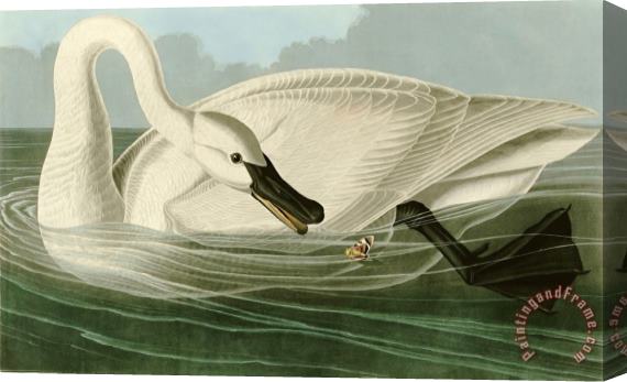 John James Audubon Trumpeter Swan Stretched Canvas Print / Canvas Art