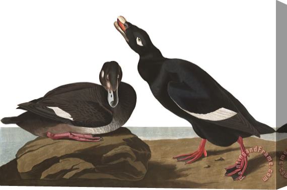 John James Audubon Velvet Duck Stretched Canvas Painting / Canvas Art
