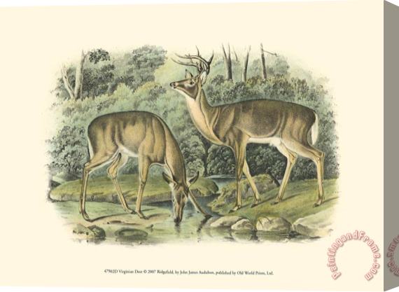 John James Audubon Virginian Deer Stretched Canvas Print / Canvas Art